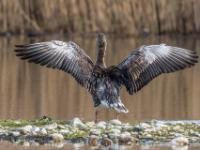 Graugans Flügelschlag Rückseite